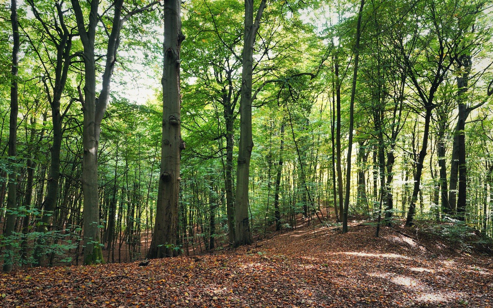 The Beech Year, Explained