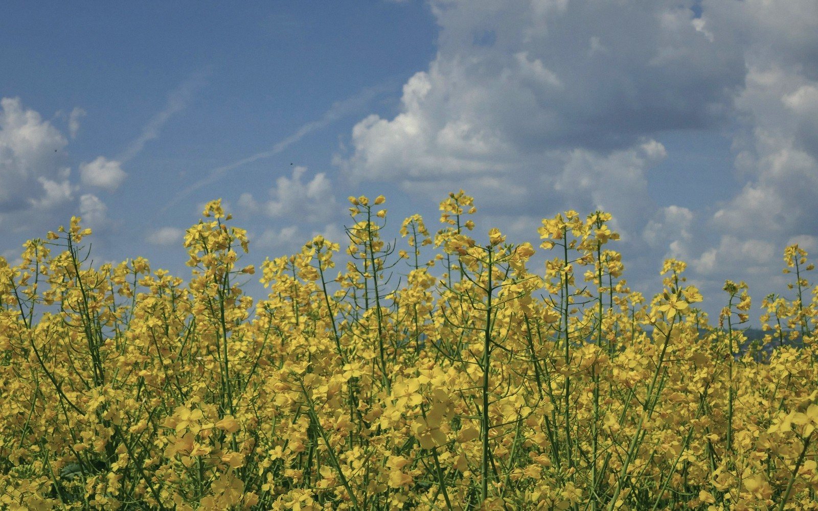 Rapeseed Season, Explained