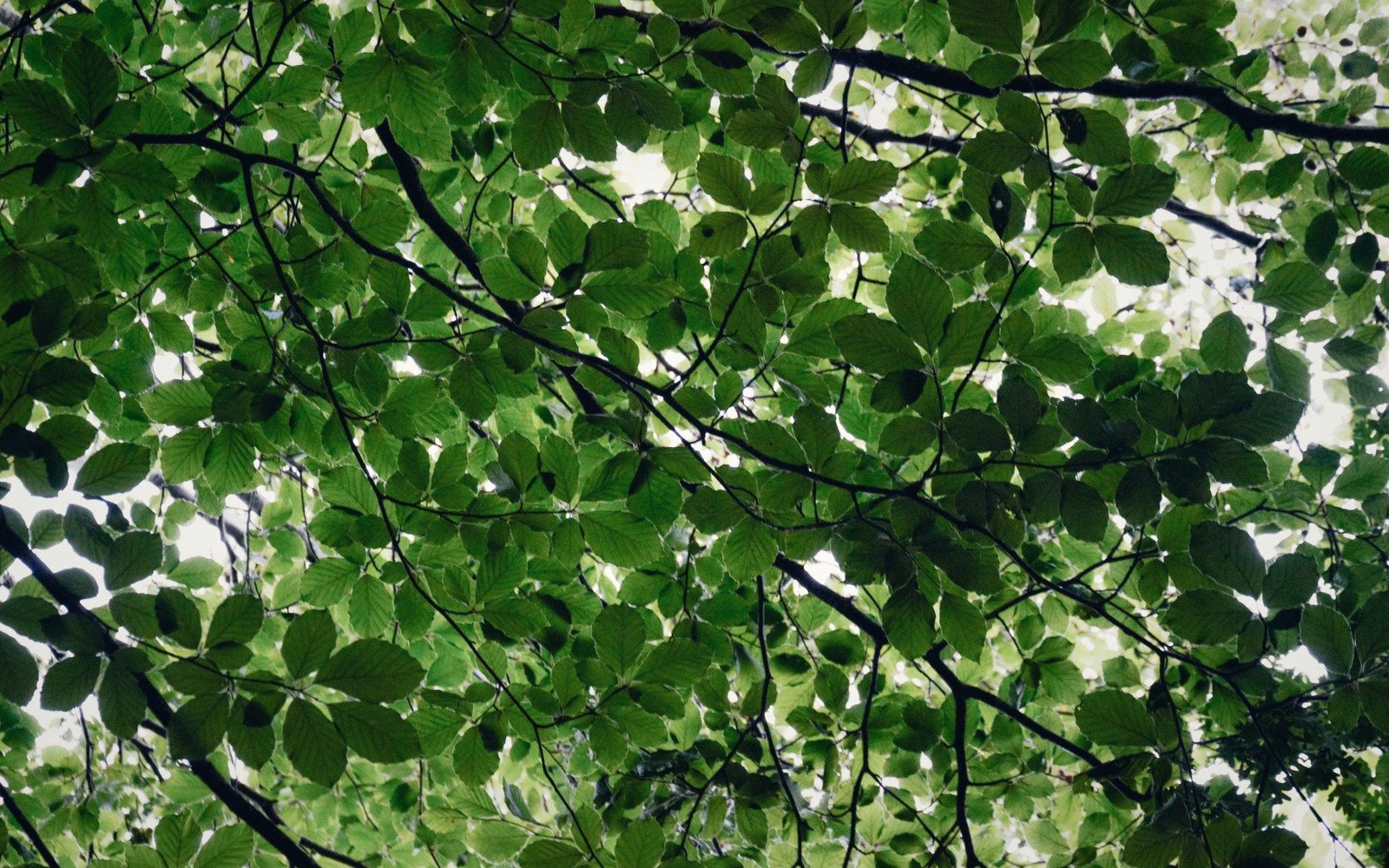 The Beech Woods of Söderåsen